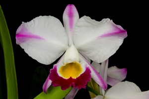 Cattleya wallisii Amanda Burzell HCC/AOS 79 pts.